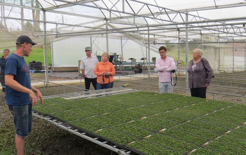 Seedling production at NGa Raukau