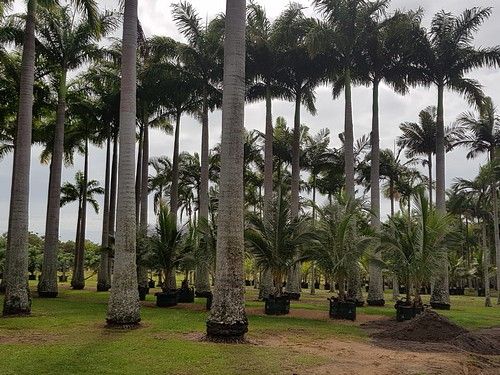 Starlight Palms - Grasstree Beach