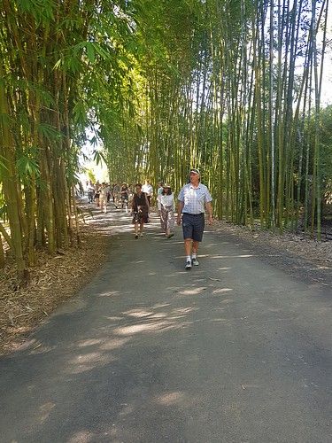 Bamboo Land Nursery - Torbanlea