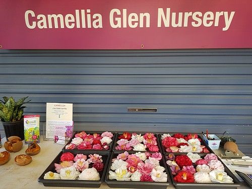 Camellia Glen Nursery - Palmwoods